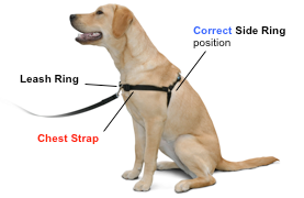 Sensation Harness - Small Discount