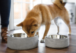 Concrete Feeding Bowl Online Hot Sale